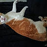 cat, orange_and_white, pet, feline, animal, lying_down, upside_down, relaxed, sleepy, playful, raised_paws, whiskers, ears, eyes, fur, couch, indoor, home, portrait, timestamp