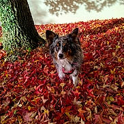 Sybelle participe au concours pour gagner de l'argent avec cette photo : dog, autumn, fall_leaves, tree_trunk, outdoor, pet, nature, leaf_litter, fur, curious, shadow, colorful, brown, white, black, canine, seasonal, leaf_covered_ground, animal, background_wall