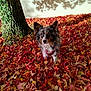 dog, autumn, fall_leaves, tree_trunk, outdoor, pet, nature, leaf_litter, fur, curious, shadow, colorful, brown, white, black, canine, seasonal, leaf_covered_ground, animal, background_wall