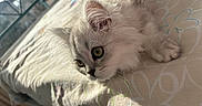 Nala a rejoint le concours — aidez-le/la à gagner de superbes lots ! kitten, cat, fluffy, bed, sunlight, window, indoor, pet, animal, curious, feline, cute, soft, white, yellow_eyes, resting, closeup, fur, domestic, cozy