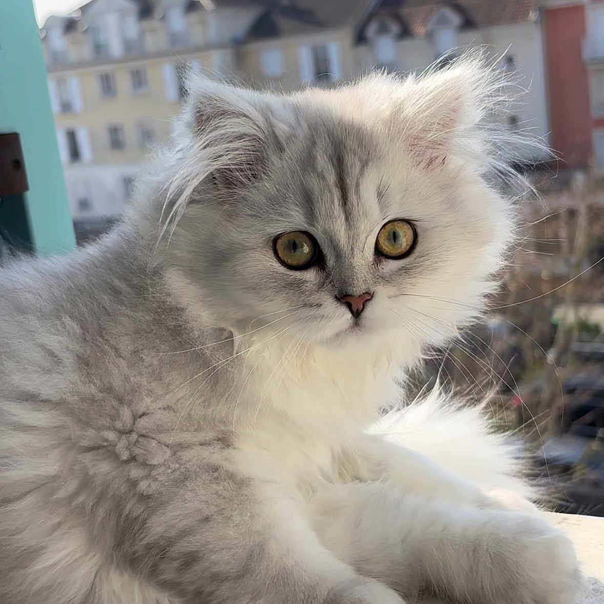 Nala participe au concours pour gagner de l'argent avec cette photo : kitten, cat, fluffy, gray_fur, golden_eyes, windowsill, urban_background, daylight, young_cat, pet, animal, curious, closeup, soft_light, indoors, feline, cute, domestic_cat, portrait, window