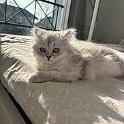 Nala participe au concours pour gagner de l'argent avec cette photo : kitten, cat, fluffy, bed, blanket, sunlight, window, indoor, resting, cute, pet, animal, feline, soft, young, calm, cozy, domestic, closeup, relaxing