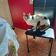Priska a rejoint le concours — aidez-le/la à gagner de superbes lots ! cat, calico, chair, indoor, tile_floor, window, red_wall, sunlight, shadow, pet, feline, domestic_animal, curious, sitting, black_chair, home, tablecloth, table, light, animal