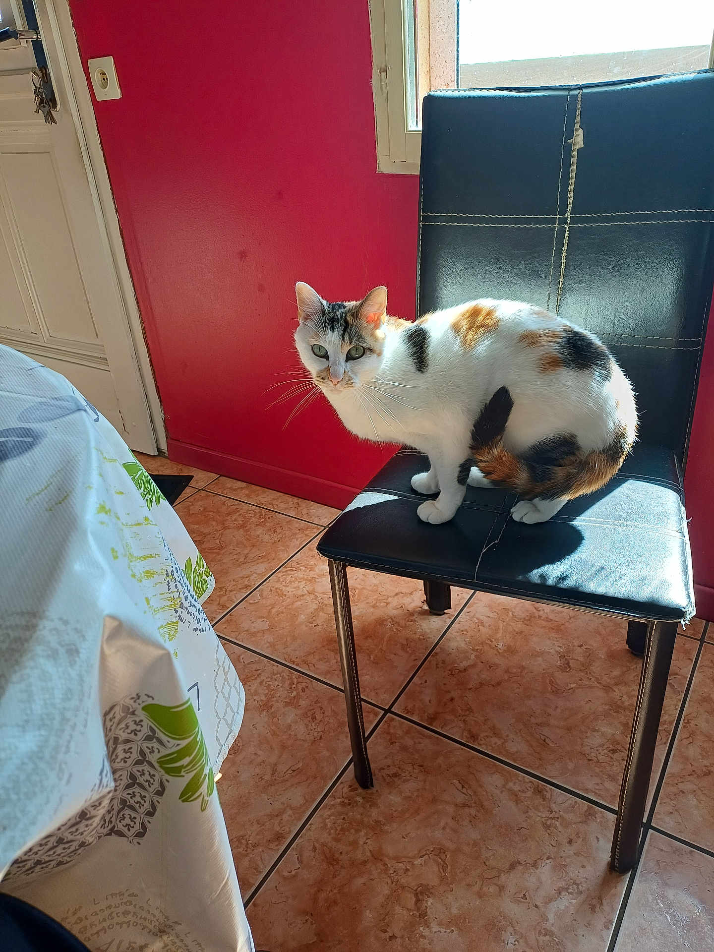 Priska a rejoint le concours — aidez-le/la à gagner de superbes lots ! cat, calico, chair, indoor, tile_floor, window, red_wall, sunlight, shadow, pet, feline, domestic_animal, curious, sitting, black_chair, home, tablecloth, table, light, animal