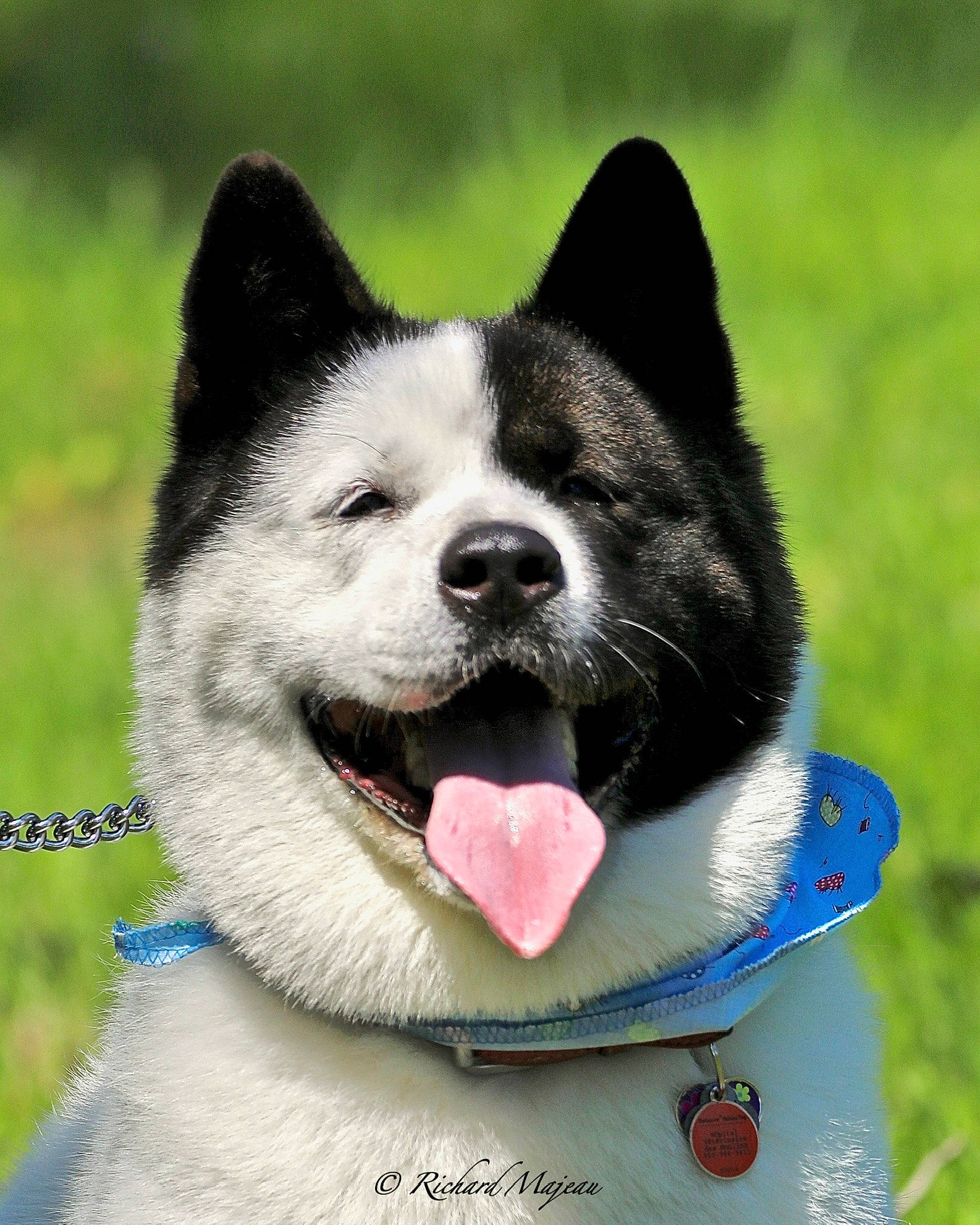 Princesse Léa a rejoint le concours — aidez-le/la à gagner de superbes lots ! ancient_dog_breeds, art, canidae, carnivore, collar, companion_dog, dog, dog_breed, dog_collar, dog_supply, fur, grass, jaw, non_sporting_group, snout, sporting_group, terrestrial_animal, whiskers, working_animal, working_dog