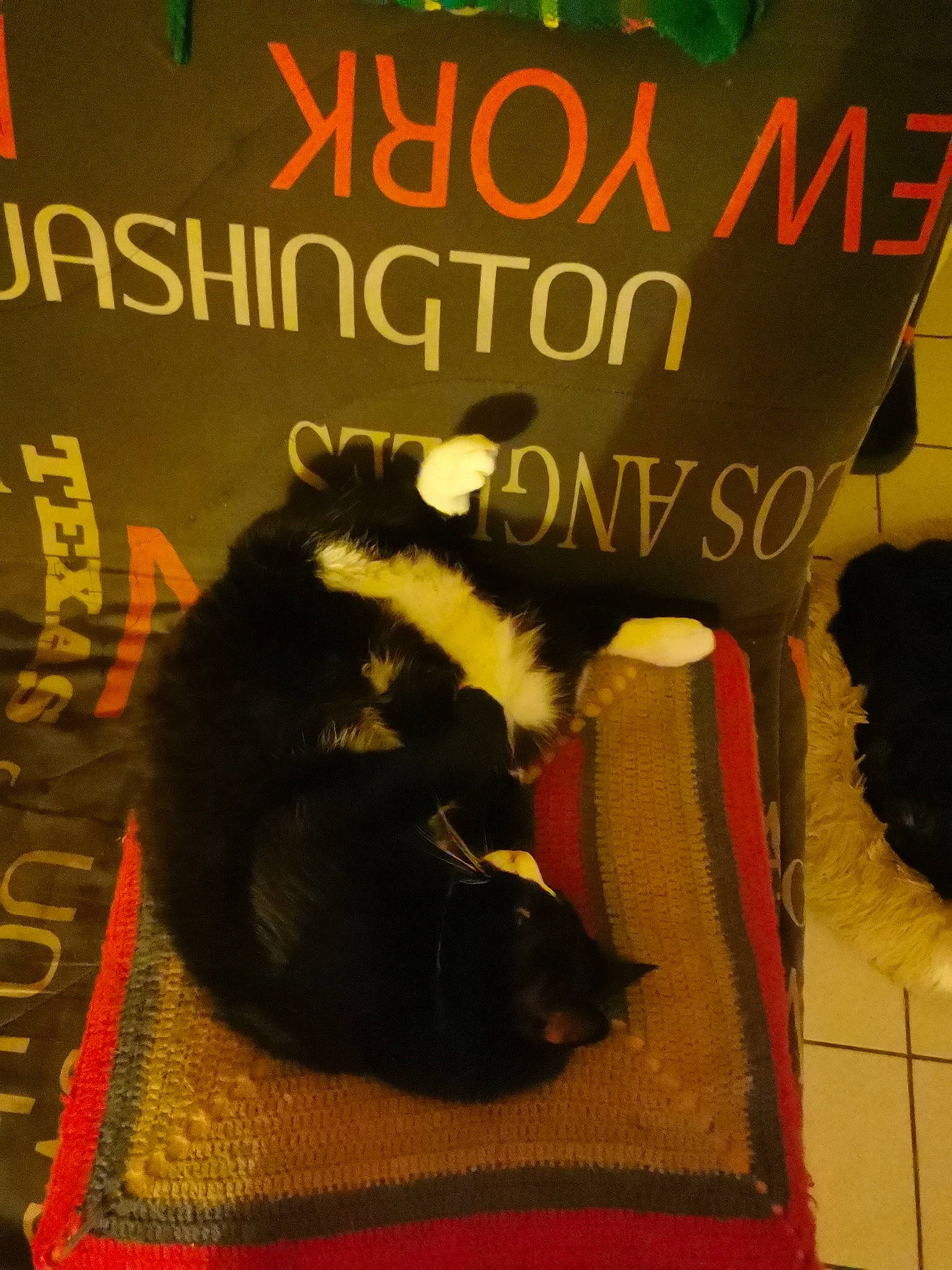 Gribouille participe au concours pour gagner de l'argent avec cette photo : art, bag, bombay, book, book_cover, carnivore, cat, cat_supply, companion_dog, felidae, font, fur, photo_caption, poster, publication, room, small_to_medium_sized_cats, tail, vertebrate, whiskers