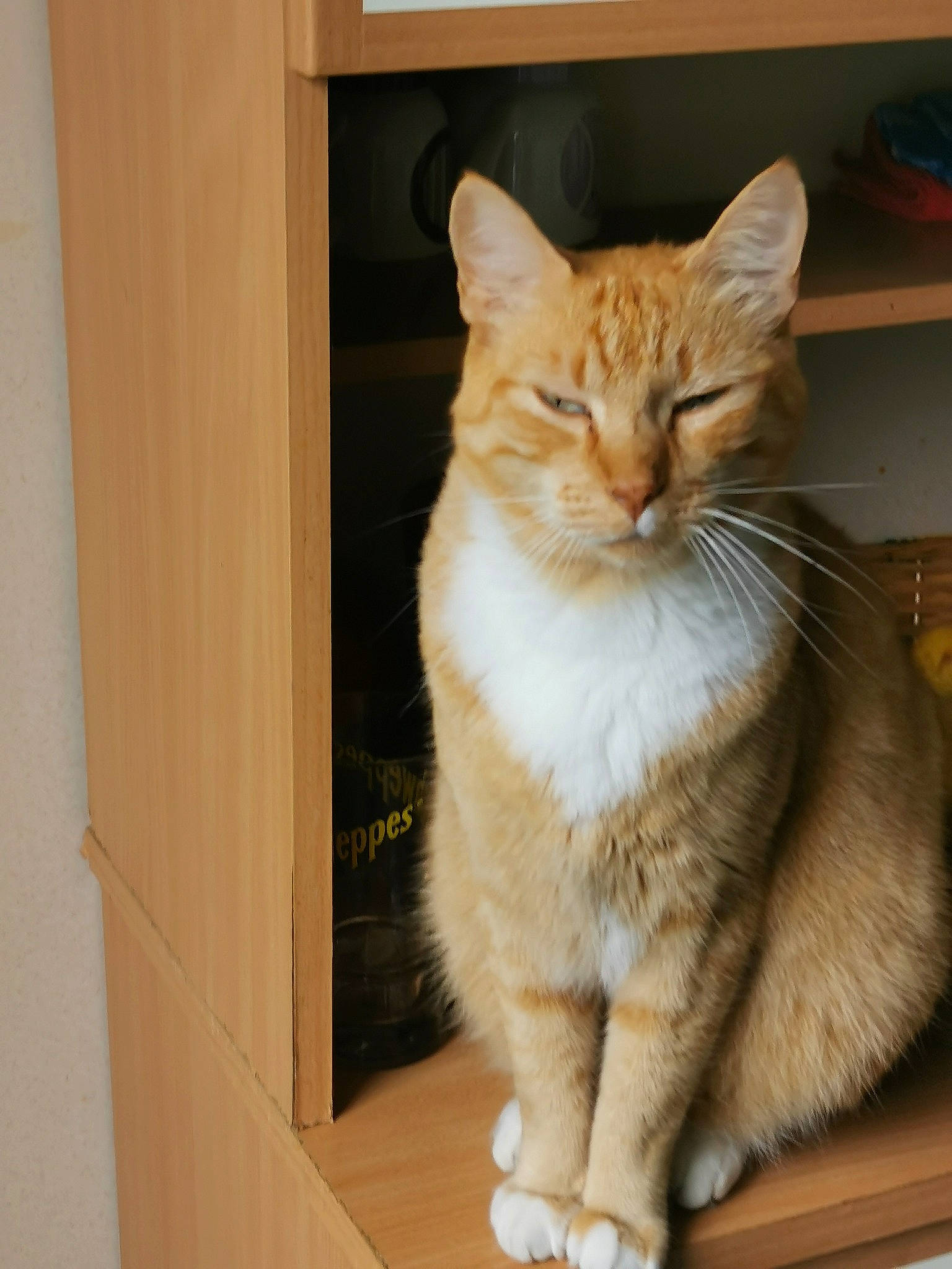 Caramel a rejoint le concours — aidez-le/la à gagner de superbes lots ! box, carnivore, cat, cat_furniture, claw, domestic_short_haired_cat, door, fawn, felidae, fur, hardwood, paw, small_to_medium_sized_cats, snout, tail, whiskers, window, wood