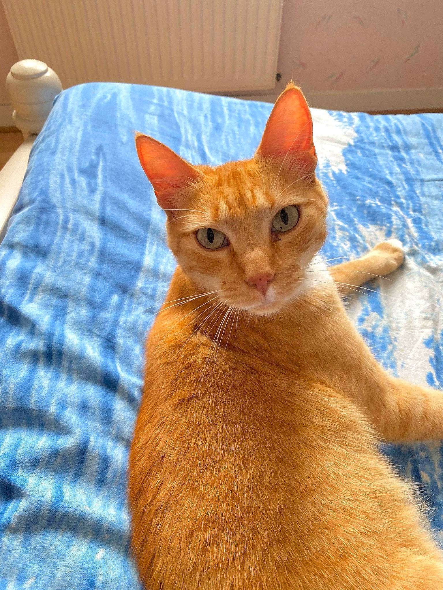 Caramel a rejoint le concours — aidez-le/la à gagner de superbes lots ! carnivore, cat, claw, comfort, domestic_short_haired_cat, eye, fawn, felidae, fur, liver, paw, small_to_medium_sized_cats, snout, tail, terrestrial_animal, whiskers, window, wood