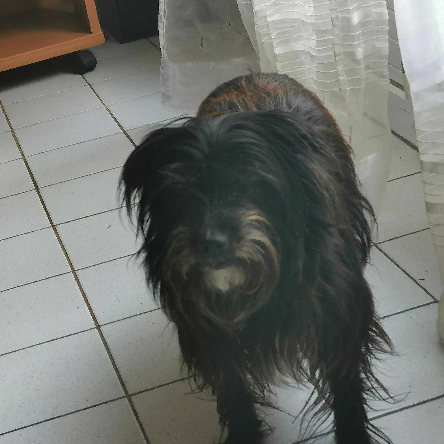 Nala