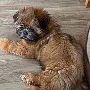 Bella participe au concours pour gagner de l'argent avec cette photo : puppy, dog, brown_fur, fluffy, small_dog, lying_down, relaxed, sleepy, side_eye, pet, animal, long_hair, wooden_floor, indoor, home, portrait, paw, tail, cute, companionship
