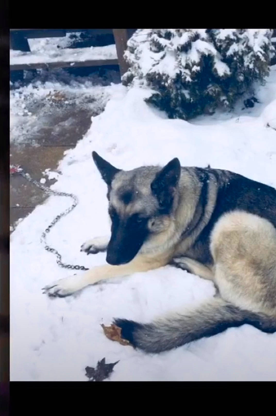 Diamond joined the competition — help win amazing prizes! black_norwegian_elkhound, canidae, canis, carnivore, dog, dog_breed, geological_phenomenon, german_shepherd_dog, greenland_dog, jamthund, kunming_wolfdog, mammal, native_american_indian_dog, northern_inuit_dog, norwegian_elkhound, photography, sakhalin_husky, seppala_siberian_sleddog, snow, wolfdog