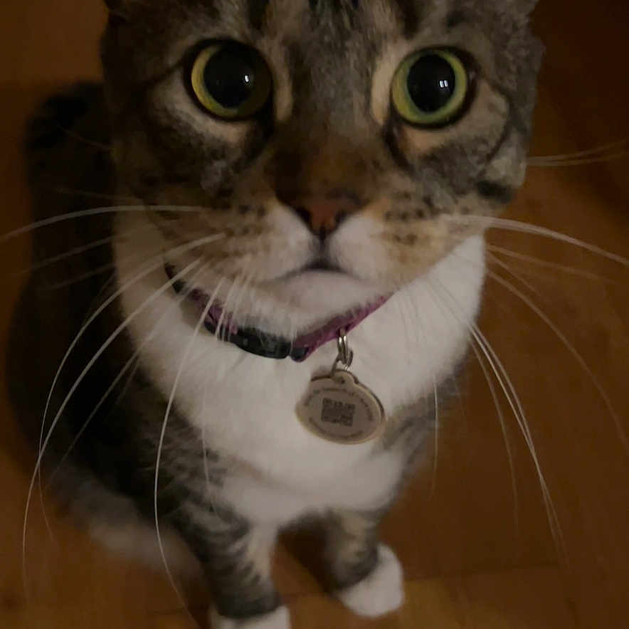 Bubbles is registered to the contest to win money with this photo: cat, tabby_cat, pet, animal, portrait, close_up, wide_eyes, whiskers, collar, pet_tag, sitting, wooden_floor, indoor, home, brown_fur, striped_fur, white_chest, white_paws, photography, cute