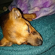 Véo a rejoint le concours — aidez-le/la à gagner de superbes lots ! animal, blanket, brown_dog, close_up, comfort, cozy, cute, dog, fur, home, indoor, nap, peaceful, pet, purple_blanket, relaxation, resting, sleeping, soft_texture, teal_blanket