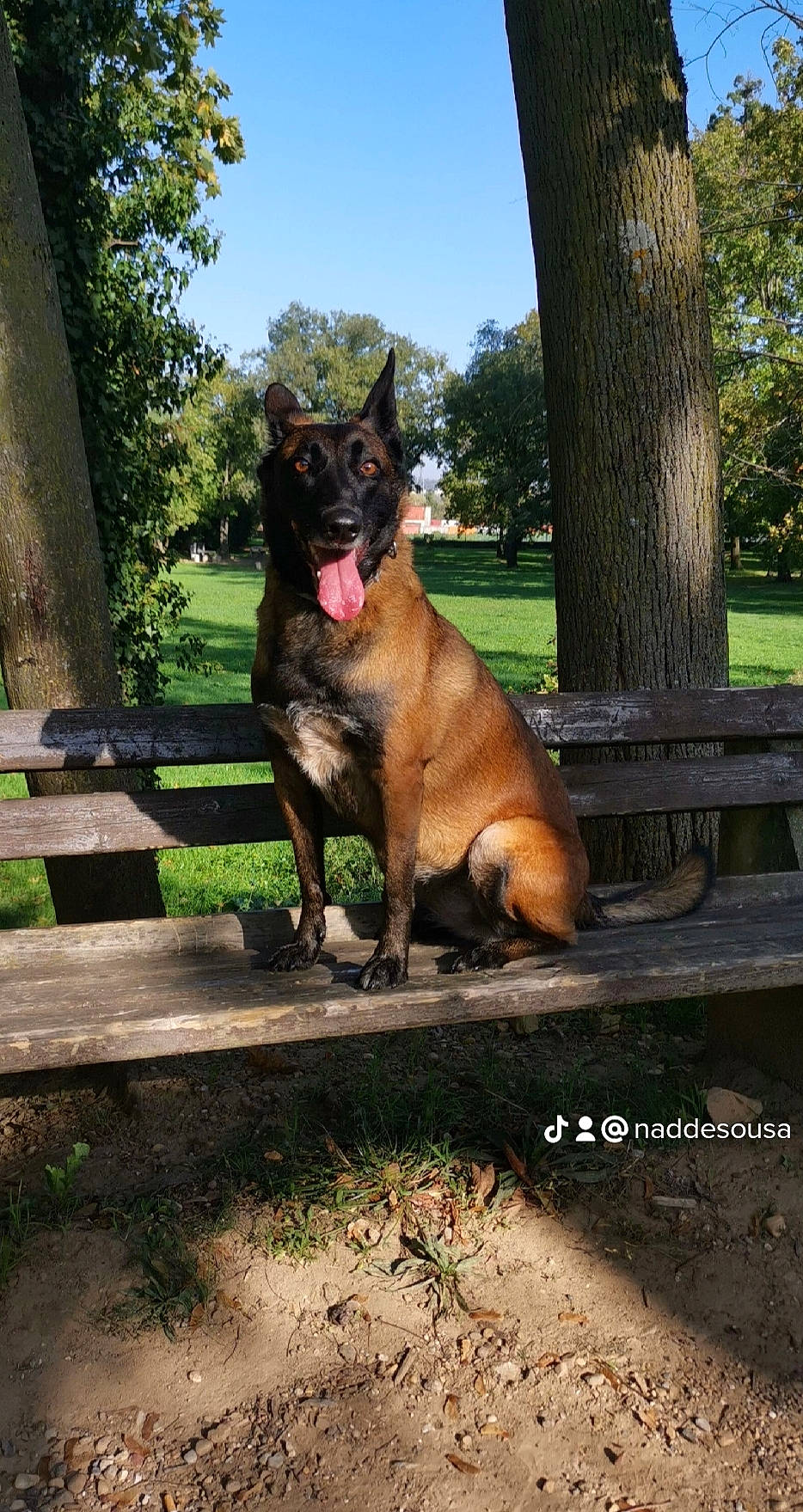 Mistik a rejoint le concours — aidez-le/la à gagner de superbes lots ! canidae, carnivore, collar, companion_dog, dog, dog_breed, fawn, felidae, german_shepherd_dog, grass, herding_dog, plant, sky, snout, sporting_group, tail, tree, trunk, wood, working_animal