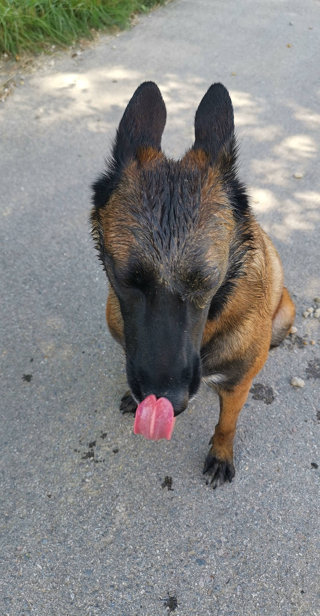 Mistik participe au concours pour gagner de l'argent avec cette photo : asphalt, canidae, carnivore, claw, dog, dog_breed, fawn, fur, german_shepherd_dog, herding_dog, old_german_shepherd_dog, paw, road_surface, sporting_group, street_dog, tail, terrestrial_animal, wildlife, working_dog