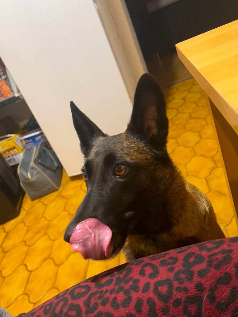 Mistik participe au concours pour gagner de l'argent avec cette photo : canidae, carnivore, companion_dog, cone, dog, dog_breed, east_european_shepherd, fawn, flooring, german_shepherd_dog, guard_dog, herding_dog, non_sporting_group, room, snout, sporting_group, terrestrial_animal, whiskers, working_animal, working_dog