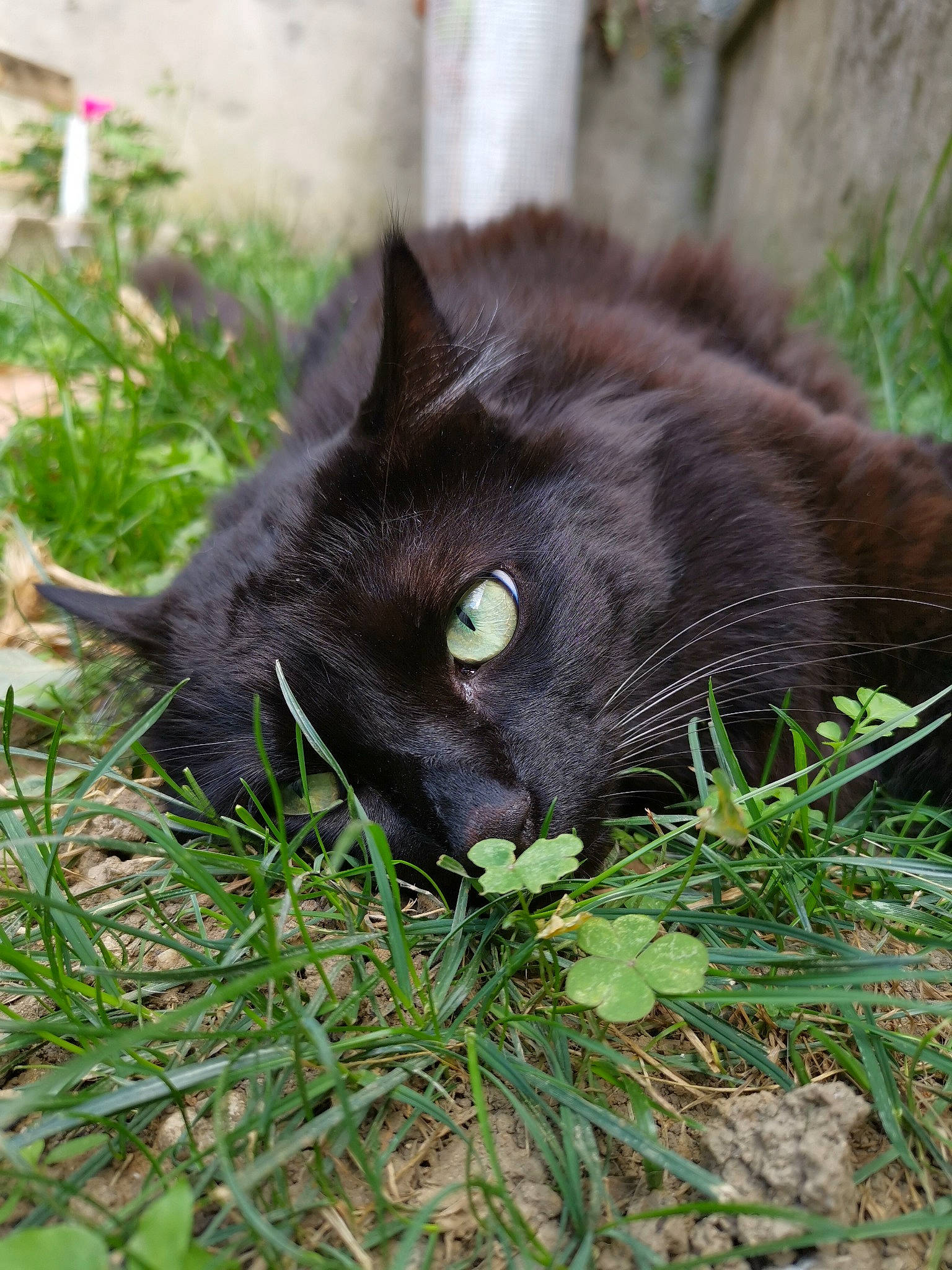 Zoé a rejoint le concours — aidez-le/la à gagner de superbes lots ! black_cat, bombay, carnivore, cat, domestic_short_haired_cat, felidae, fur, grass, groundcover, plant, small_to_medium_sized_cats, tail, terrestrial_animal, whiskers