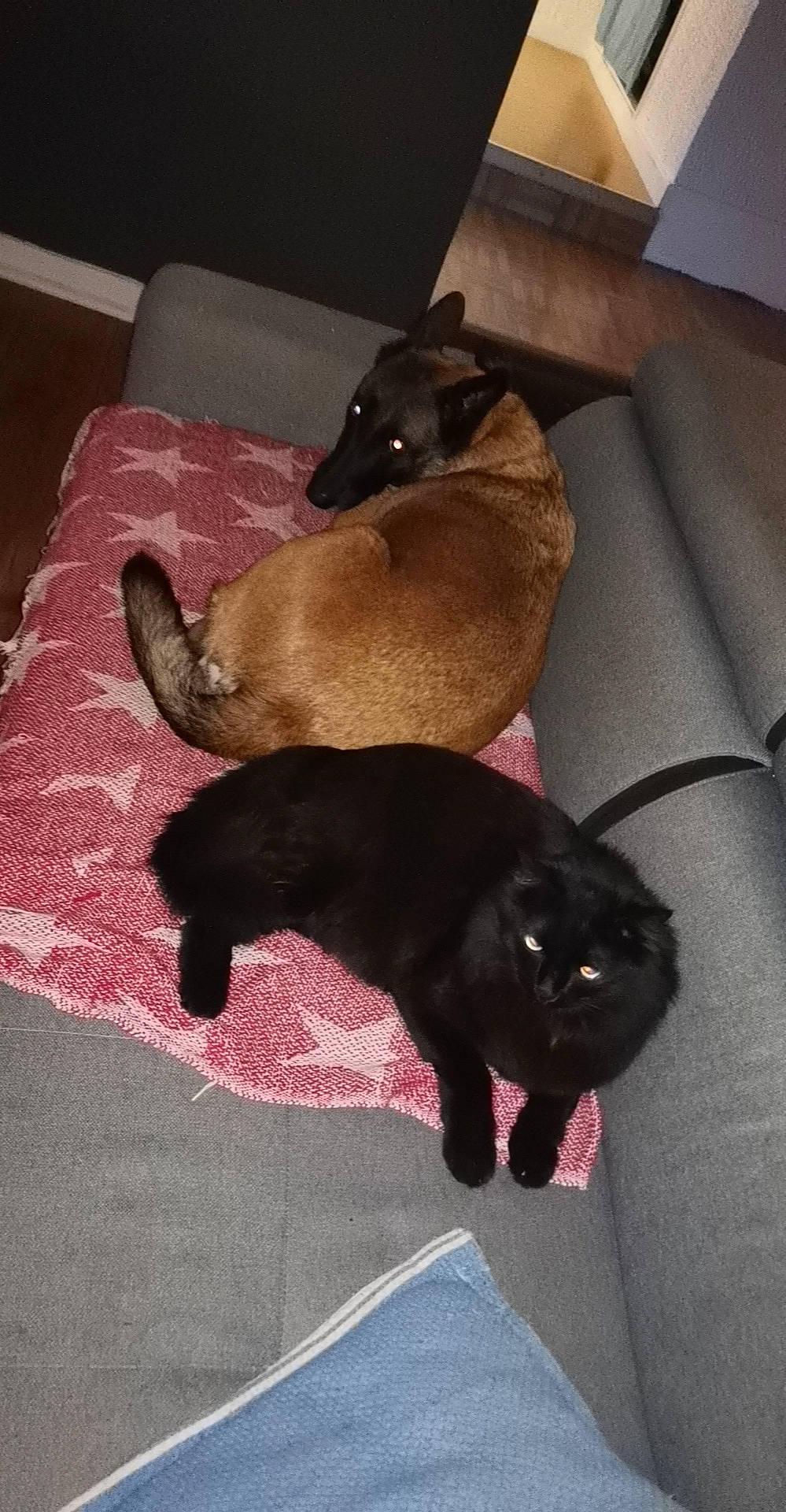 Zoé a rejoint le concours — aidez-le/la à gagner de superbes lots ! bombay, brown, carnivore, cat, comfort, companion_dog, couch, dog_breed, domestic_short_haired_cat, fawn, felidae, floor, flooring, grey, hardwood, liver, room, small_to_medium_sized_cats, tail, whiskers