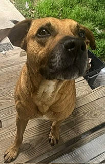 Rocky is registered to the contest to win money with this photo: ancient_dog_breeds, canidae, carnivore, companion_dog, dog, dog_breed, fawn, flooring, guard_dog, hardwood, plank, snout, sporting_group, street_dog, terrestrial_animal, whiskers, wood, wood_stain, working_animal, working_dog