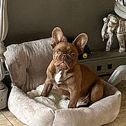 Albert participe au concours pour gagner de l'argent avec cette photo : dog, french_bulldog, pet_bed, indoor, floor, plush, brown_dog, home_decor, elephant_statue, wooden_furniture, animal, canine, resting, cozy, comfortable, portrait, looking, ears_up, domestic, cute