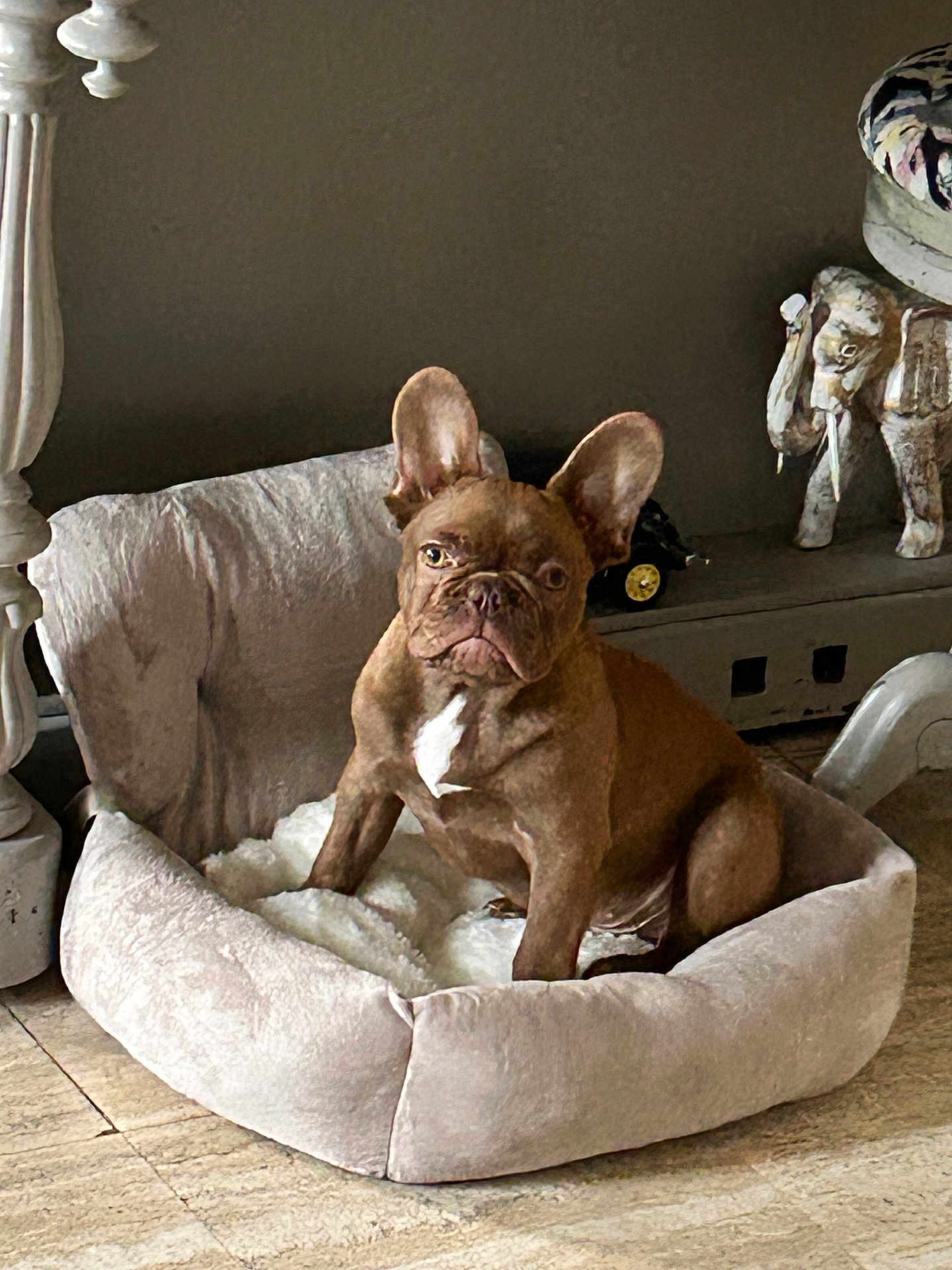 Albert participe au concours pour gagner de l'argent avec cette photo : dog, french_bulldog, pet_bed, indoor, floor, plush, brown_dog, home_decor, elephant_statue, wooden_furniture, animal, canine, resting, cozy, comfortable, portrait, looking, ears_up, domestic, cute