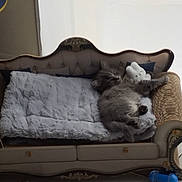 Vicky participe au concours pour gagner de l'argent avec cette photo : animal, architecture, ball, building, canine, cat, chair, couch, cushion, dog, furniture, homedecor, indoors, interiordesign, kitten, livingroom, pet, puppy, room, sport