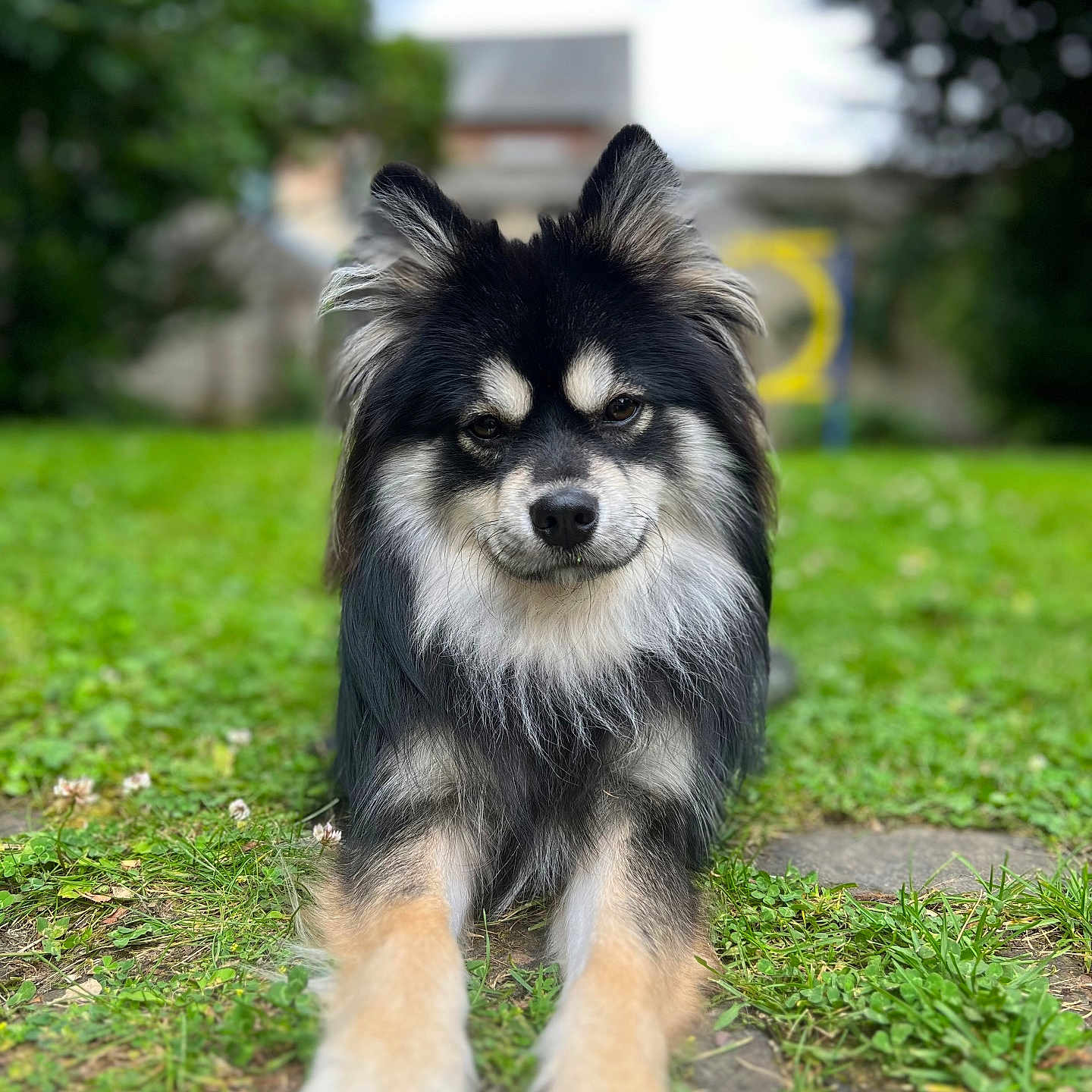 Urso a rejoint le concours — aidez-le/la à gagner de superbes lots ! animal, canine, cockerspaniel, collie, dog, eskimodog, field, grass, grassland, husky, lawn, nature, outdoors, papillon, pet, plant, puppy, terrier, tree, vegetation