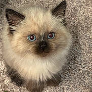 Zion is registered to the contest to win money with this photo: kitten, cat, blue_eyes, fluffy, fur, pet, animal, cute, domestic_cat, close_up, looking_up, carpet, indoor, young, whiskers, ears, adorable, small, portrait, feline