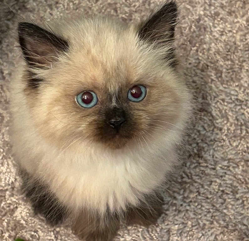 Zion is registered to the contest to win money with this photo: kitten, cat, blue_eyes, fluffy, fur, pet, animal, cute, domestic_cat, close_up, looking_up, carpet, indoor, young, whiskers, ears, adorable, small, portrait, feline