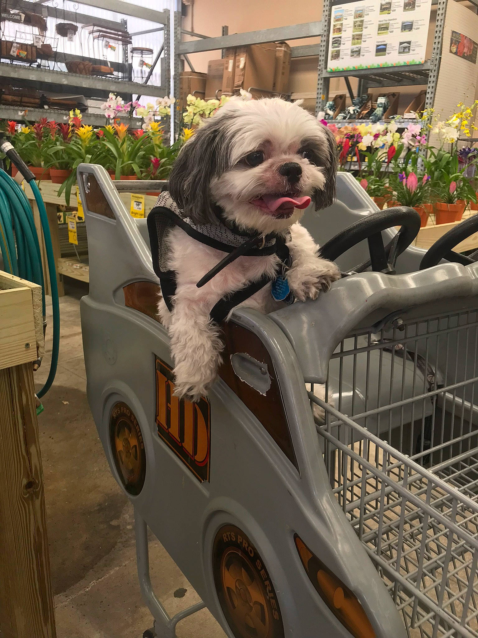 Benji is registered to the contest to win money with this photo: canidae, carnivore, companion_dog, costume, dog, dog_breed, dog_supply, fawn, fun, fur, motor_vehicle, plant, recreation, snout, sporting_group, street, street_fashion, tire, toy_dog, wheel
