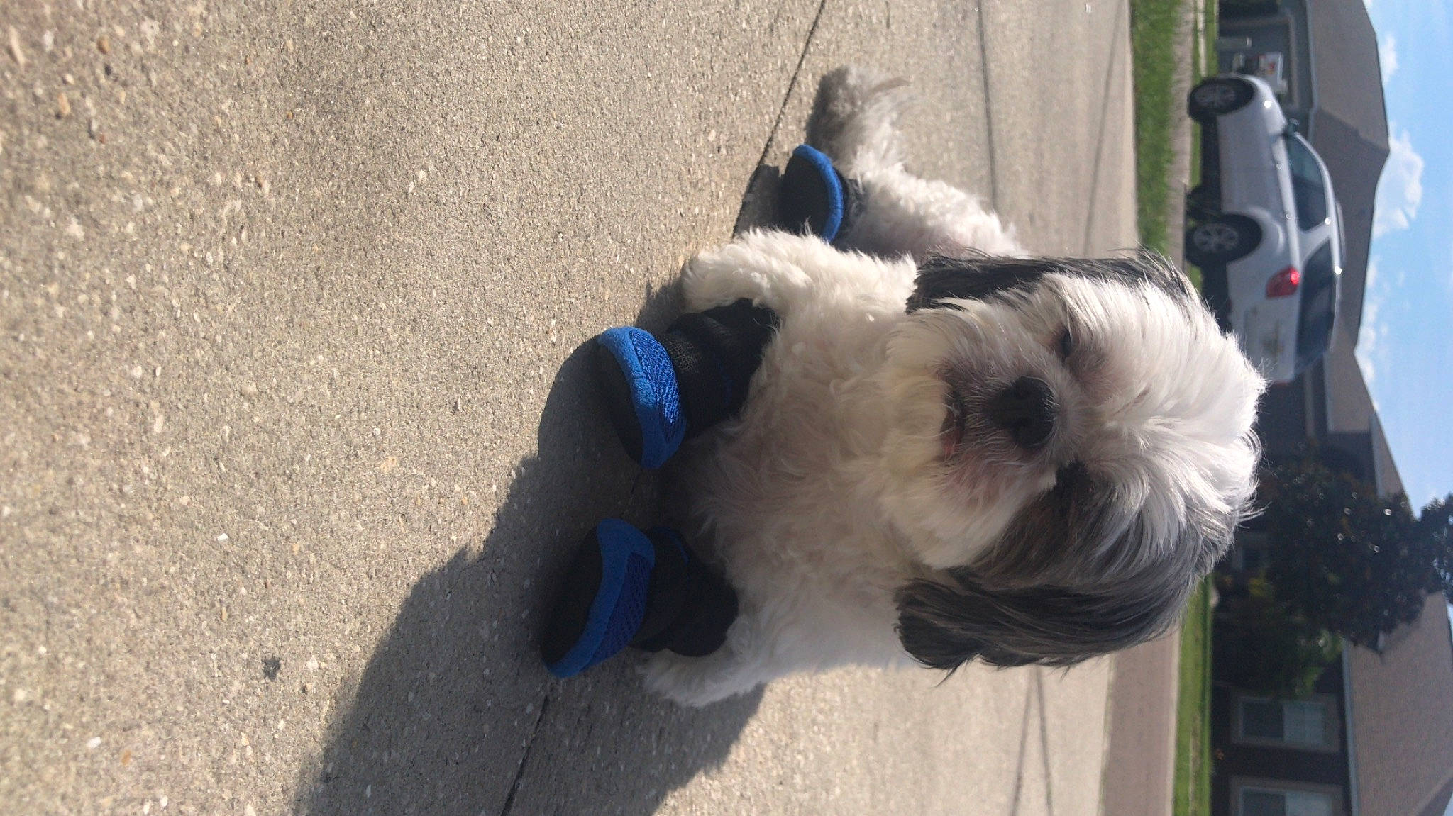 Benji is registered to the contest to win money with this photo: canidae, carnivore, collar, companion_dog, dog, dog_breed, dog_collar, dog_supply, electric_blue, fawn, fur, pet_supply, road_surface, small_terrier, snout, sporting_group, tail, terrier, toy_dog, working_animal