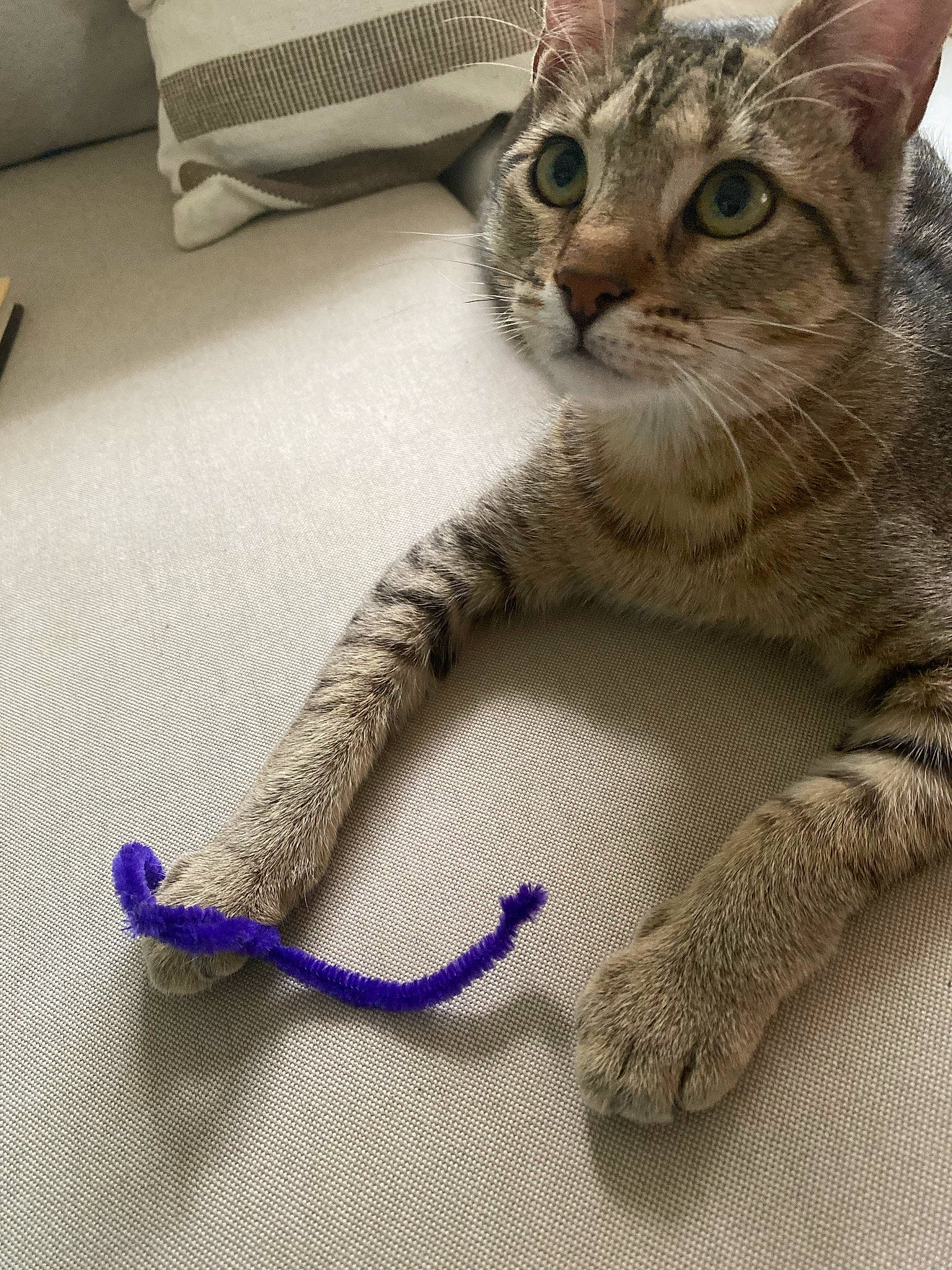 Ruthie joined the competition — help win amazing prizes! carnivore, cat, claw, domestic_short_haired_cat, electric_blue, fawn, felidae, flooring, foot, fur, human_leg, pattern, paw, sitting, small_to_medium_sized_cats, snout, tail, terrestrial_animal, thigh, whiskers