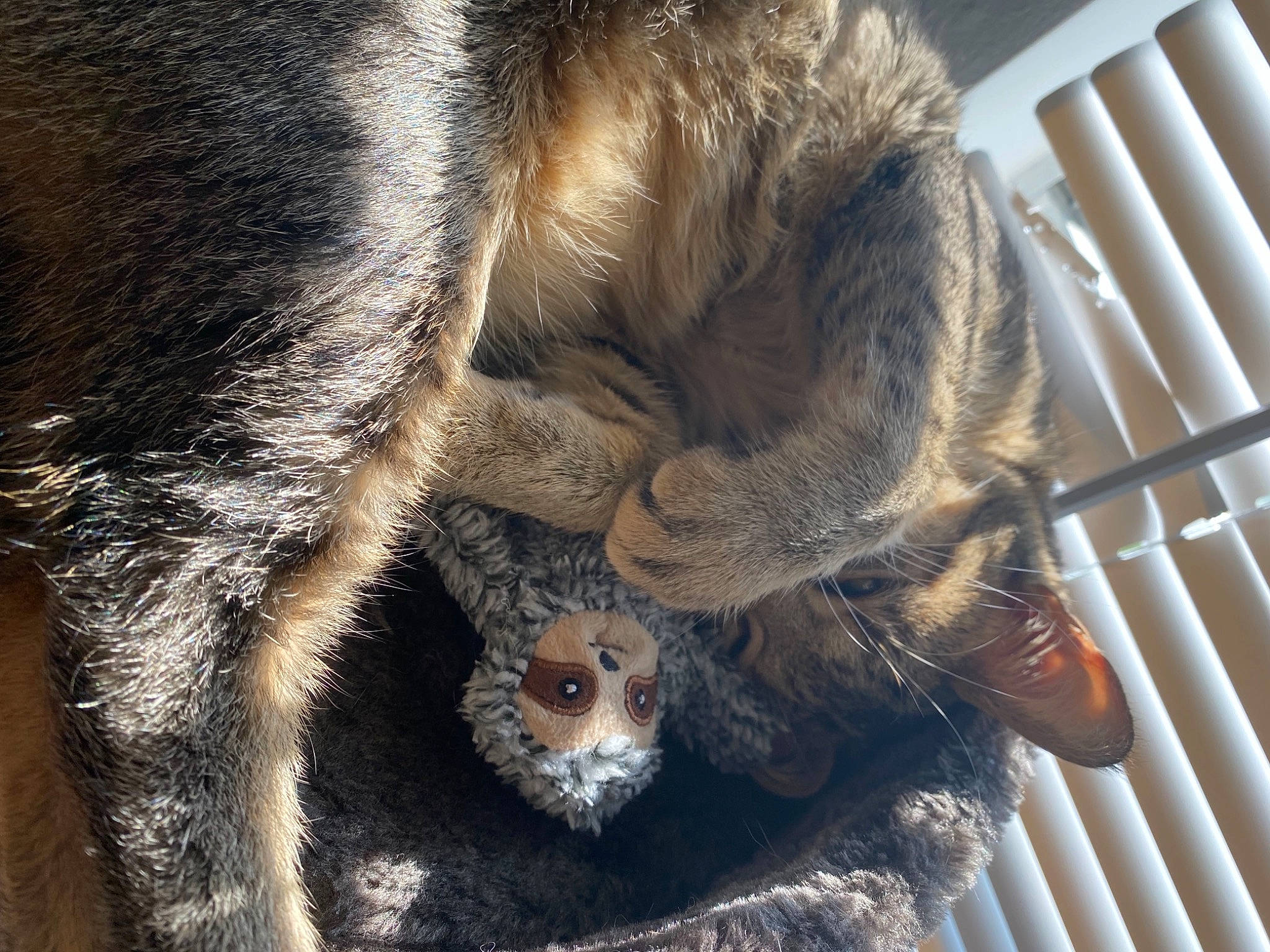 Ruthie is registered to the contest to win money with this photo: bird_of_prey, claw, foot, fur, mammal, natural_material, paw, primate, snout, tail, terrestrial_animal, whiskers, wildlife