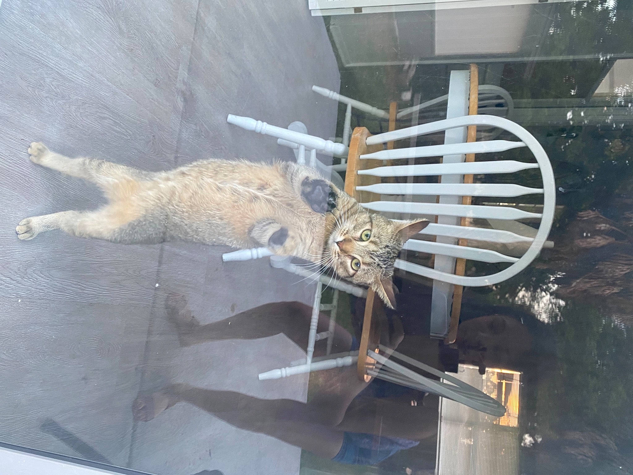 Ruthie joined the competition — help win amazing prizes! art, composite_material, engineering, fur, gas, machine, metal, steel, tail, terrestrial_animal, wood