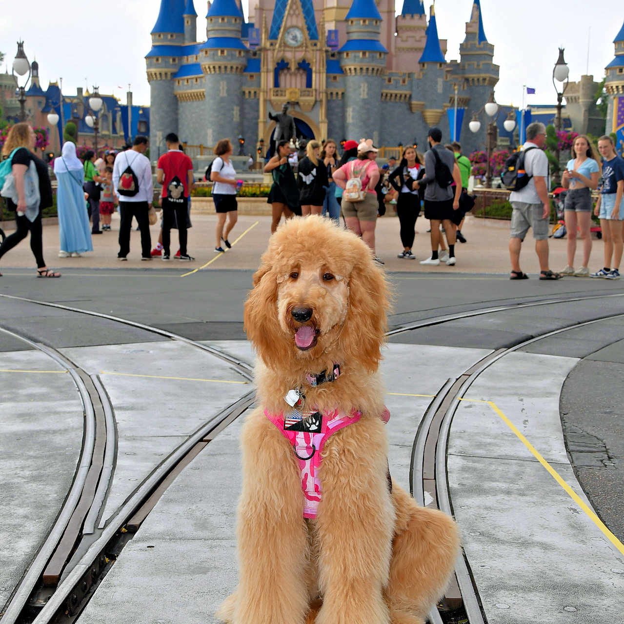 Bella joined the competition — help win amazing prizes! animal, architecture, blue_sky, castle, concrete, crowd, daytime, dog, fluffy, golden_doodle, happy, outdoor, people, pet, pink_harness, statue, theme_park, tourists, tracks, walking