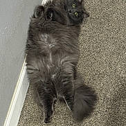 Princess joined the competition — help win amazing prizes! cat, gray_cat, fluffy_fur, lying_down, carpet, indoor, wall, curious_eyes, relaxed_pose, pet, feline, whiskers, tail, paws, yellow_eyes, playful, home, domestic_animal, fur_texture, cute