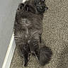 cat, gray_cat, fluffy_fur, lying_down, carpet, indoor, wall, curious_eyes, relaxed_pose, pet, feline, whiskers, tail, paws, yellow_eyes, playful, home, domestic_animal, fur_texture, cute