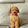 adorable, animal, brown, canine, collar, companion, curly_hair, cute, dog, domestic, friendly, fur, indoor, leather_couch, pet, portrait, puppy, sitting, small, young