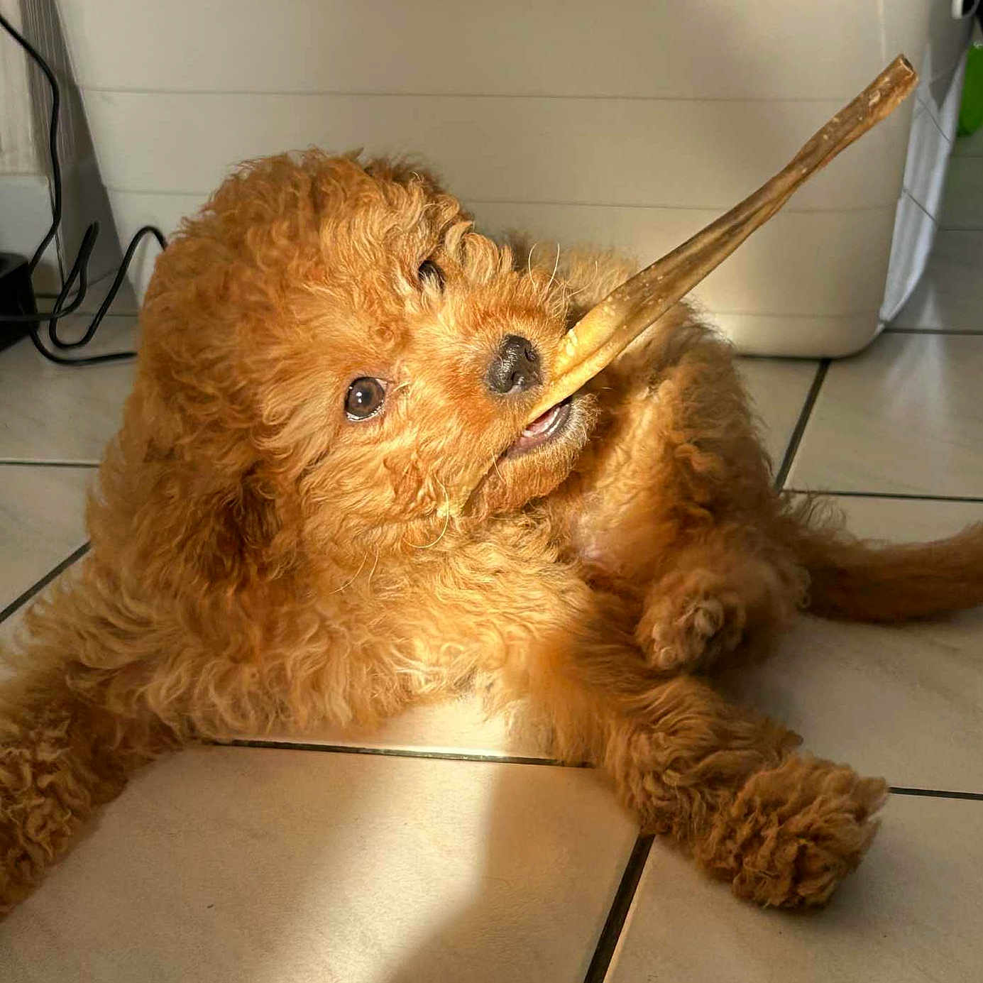 Ruby a rejoint le concours — aidez-le/la à gagner de superbes lots ! adorable, animal, brown, canine, chewing, curly_fur, cute, dog, domestic_animal, floor, fur, indoors, pet, playful, puppy, relaxed, stick, sunlight, tile, young_dog