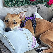 Hazel is registered to the contest to win money with this photo: dog, sofa, pillow, purple_harness, flower, leafy_background, resting, brown_dog, cozy, indoor, decorative_pillow, close_up, pet, relaxed, cushion, canine, home, comfort, animal, fur