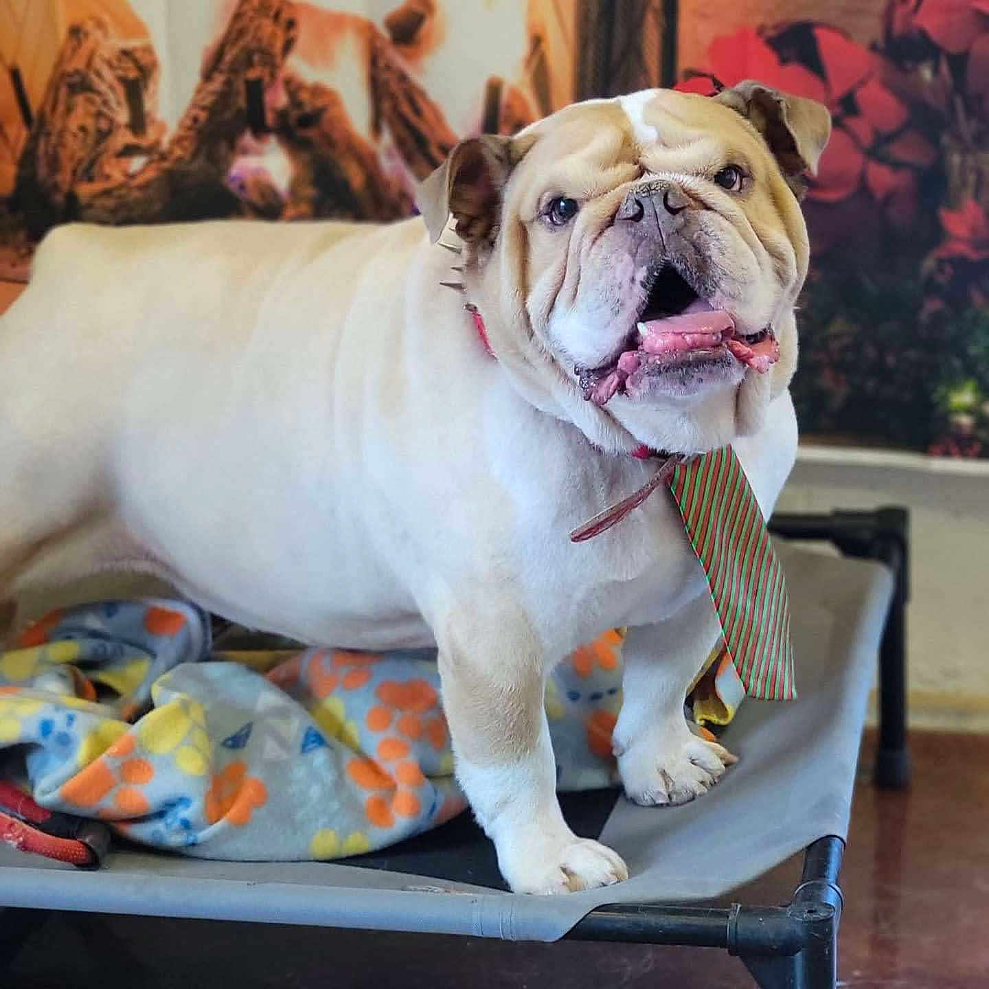 Bruno is registered to the contest to win money with this photo: animal, blanket, bulldog, canine, colorful, companion, cozy, cute, decor, dog, domestic_animal, floor, friendly, furniture, indoor, mural, pet_bed, portrait, standing, tie