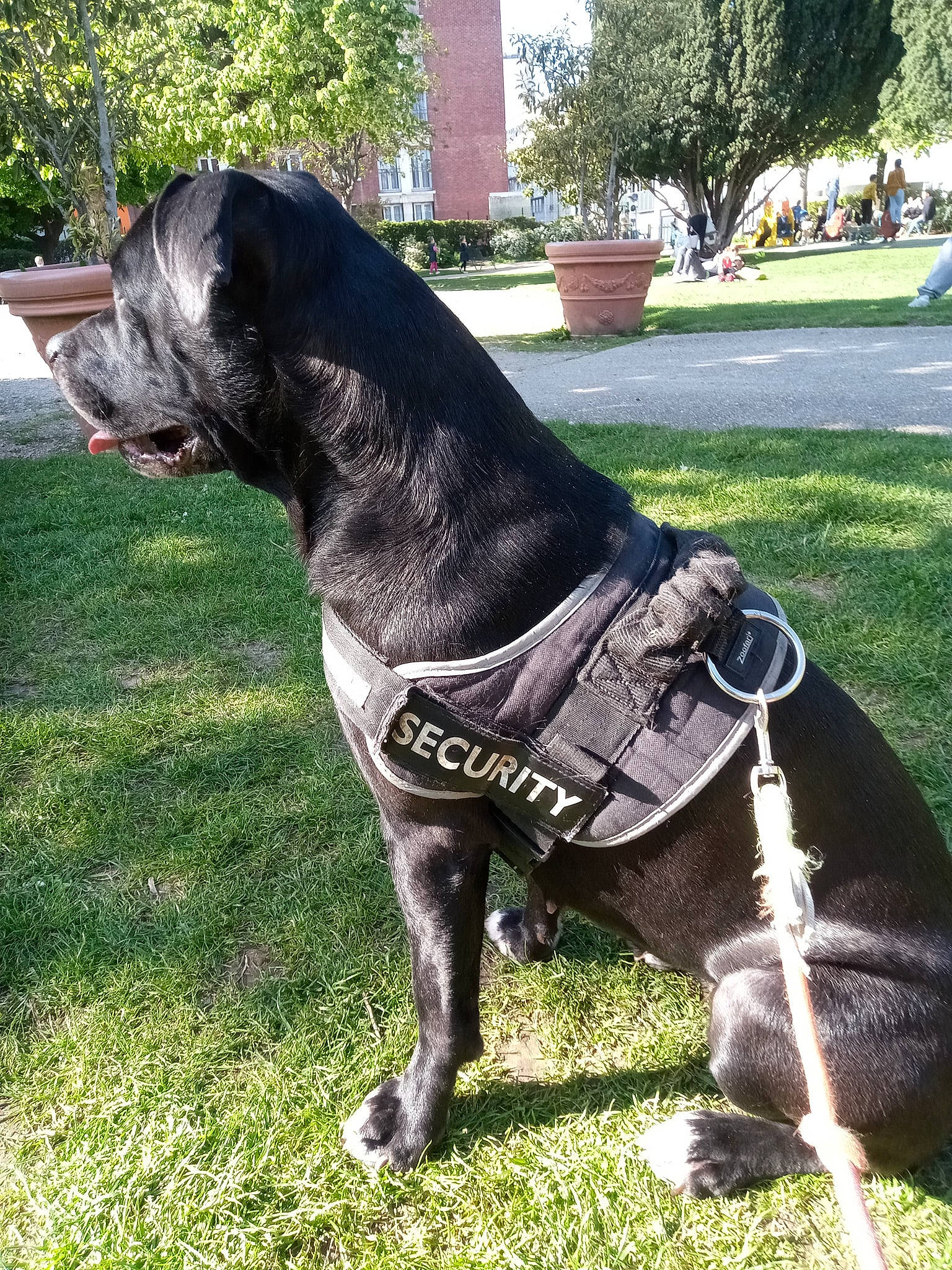 Nalha participe au concours pour gagner de l'argent avec cette photo : art, canidae, carnivore, collar, companion_dog, dog, dog_breed, dog_collar, dog_supply, fawn, grass, leash, pet_supply, plant, sculpture, snout, tail, tree, whiskers, working_animal