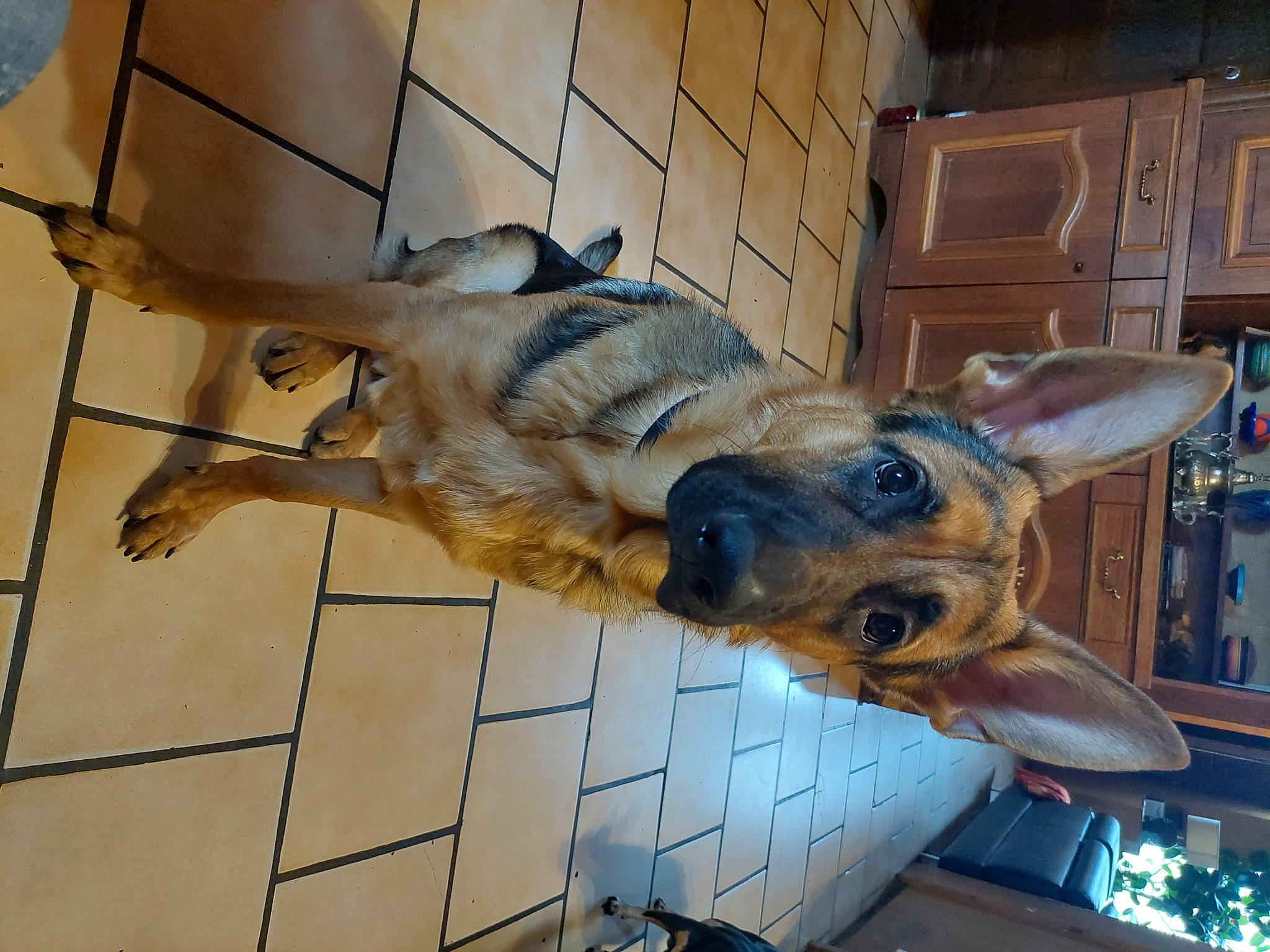 Max a rejoint le concours — aidez-le/la à gagner de superbes lots ! cabinetry, canidae, carnivore, dog, dog_breed, fawn, flooring, fur, guard_dog, snout, sporting_group, tail, tile, tile_flooring, whiskers, wood, working_animal