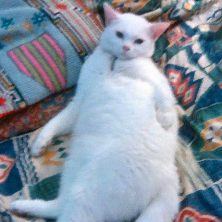 Lily a rejoint le concours — aidez-le/la à gagner de superbes lots ! carnivore, cat, comfort, felidae, fur, pattern, paw, small_to_medium_sized_cats, tail, terrestrial_animal, whiskers