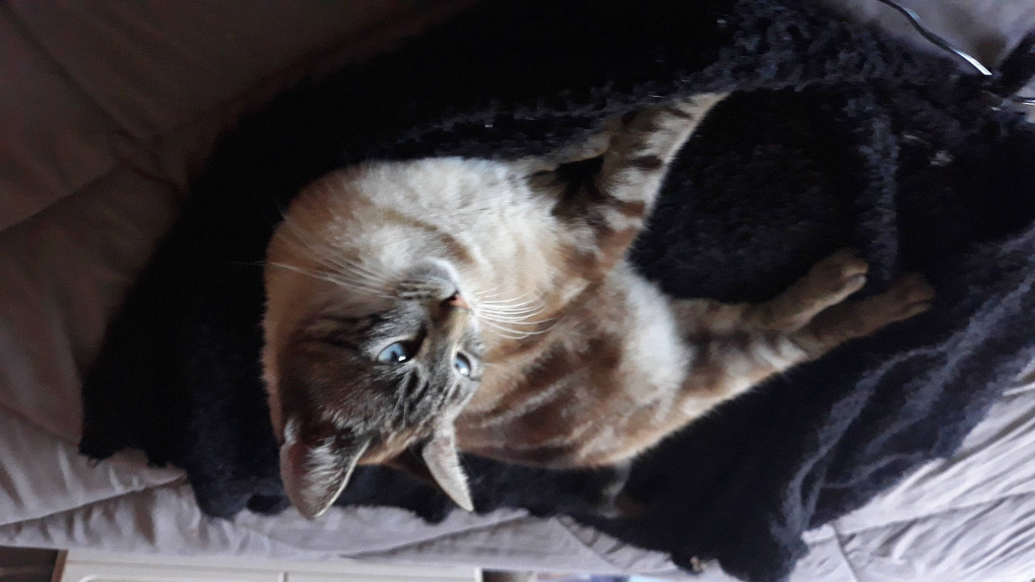 Simba participe au concours pour gagner de l'argent avec cette photo : carnivore, cat, cat_supply, claw, comfort, companion_dog, dog_breed, domestic_short_haired_cat, fawn, felidae, fur, grey, hardwood, nap, paw, small_to_medium_sized_cats, tail, terrestrial_animal, whiskers, wood