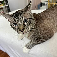 Tito joined the competition — help win amazing prizes! cat, blue_eyes, tabby, spiked_collar, indoor, furniture, white_surface, curious, pet, animal, close_up, whiskers, ears, face, paws, wood_floor, sitting, domestic, household, relaxed