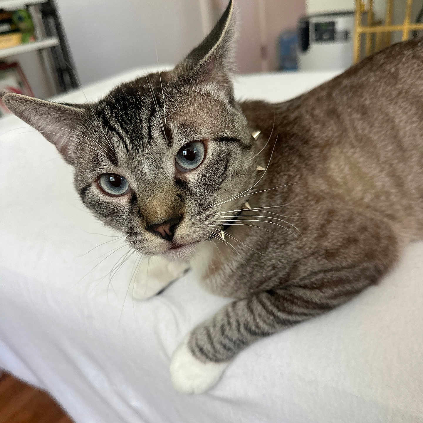 Tito