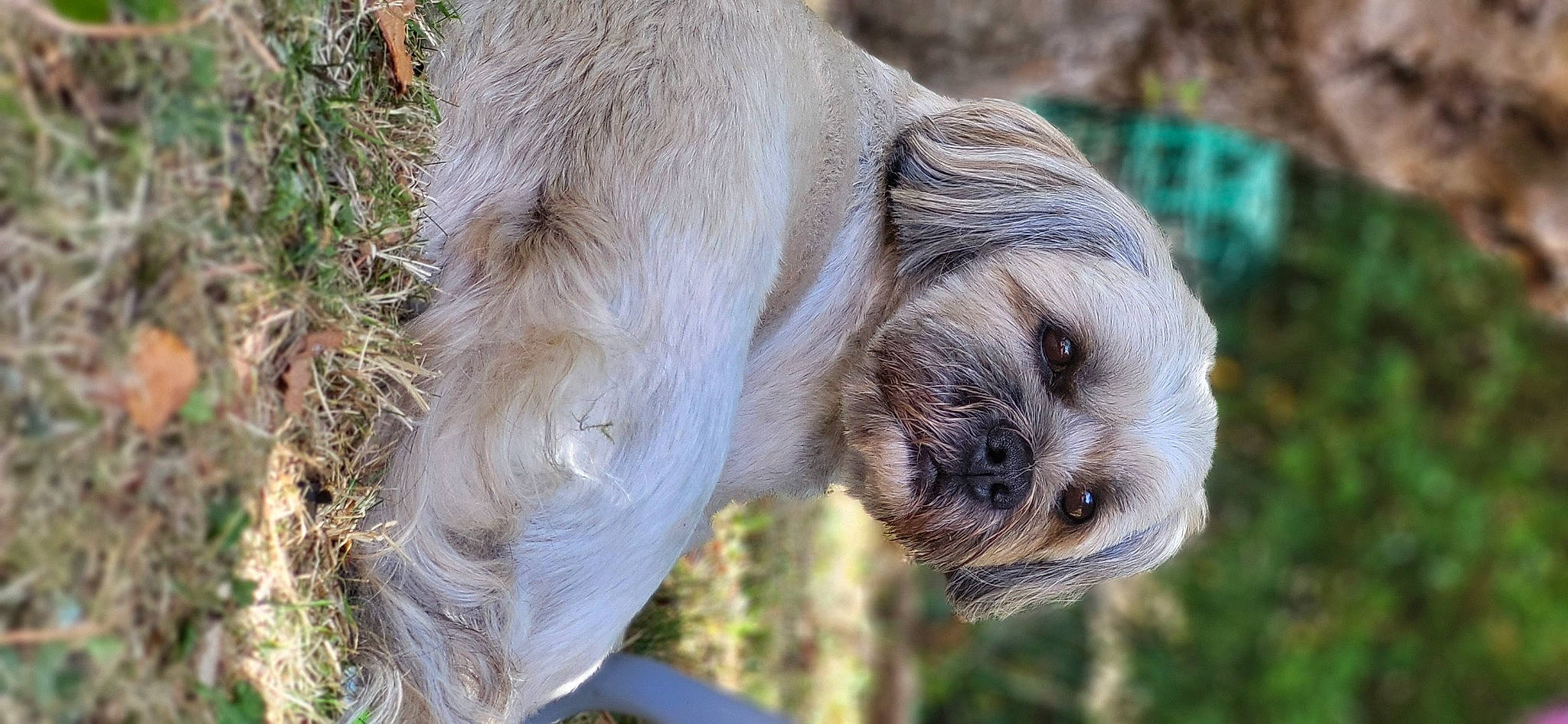 Merlin participe au concours pour gagner de l'argent avec cette photo : carnivore, chinese_crested_dog, companion_dog, dog, dog_breed, fawn, fur, grass, liver, plant, sloth, snout, sporting_group, terrestrial_animal, three_toed_sloth, two_toed_sloth, wildlife, wood, working_animal, wrinkle