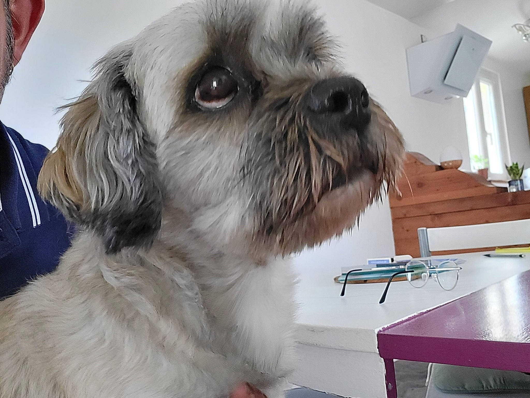 Merlin participe au concours pour gagner de l'argent avec cette photo : carnivore, companion_dog, dog, dog_breed, fawn, fur, houseplant, lamp, liver, mal_shi, shih_poo, shih_tzu, small_terrier, snout, sporting_group, table, terrier, toy_dog, whiskers, working_animal