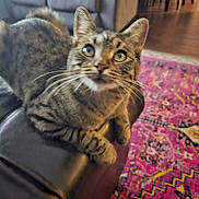 Rosileia Burchers joined the competition — help win amazing prizes! cat, tabby_cat, feline, pet, indoor, couch, leather, armrest, living_room, rug, patterned_rug, fur, whiskers, ears, eyes, wooden_floor, furniture, cozy, domestic, curious